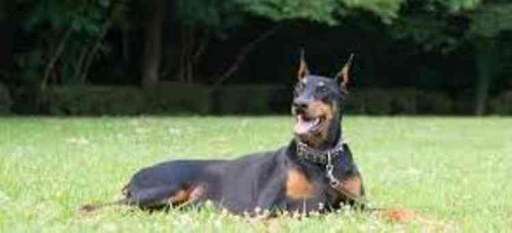 Police seeking owner of Doberman similar to one pictured