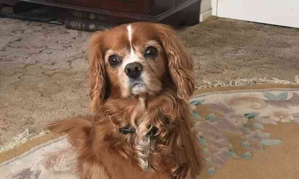 Fudge the Therapy Dog