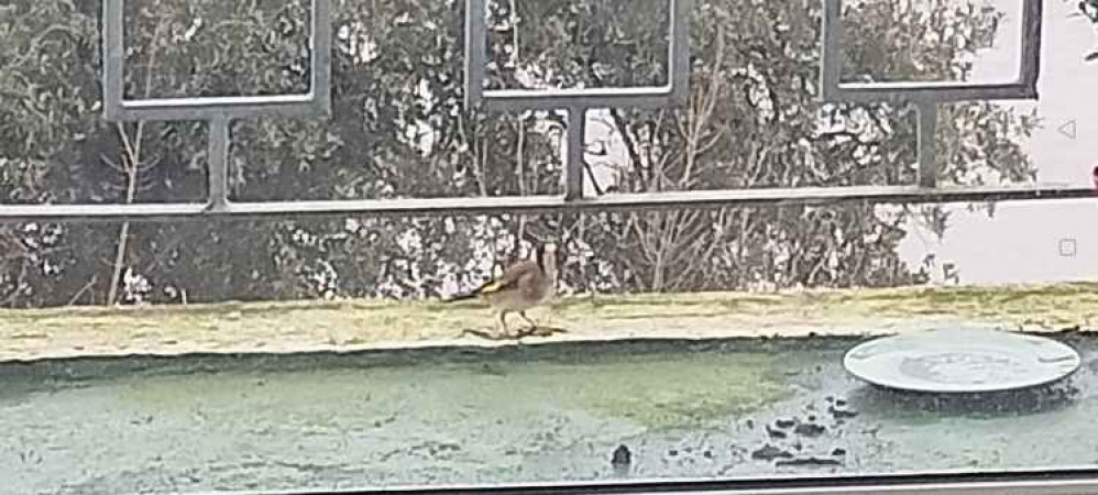 A blurry picture of the relatively rare goldfinch spotten at Penarth Head