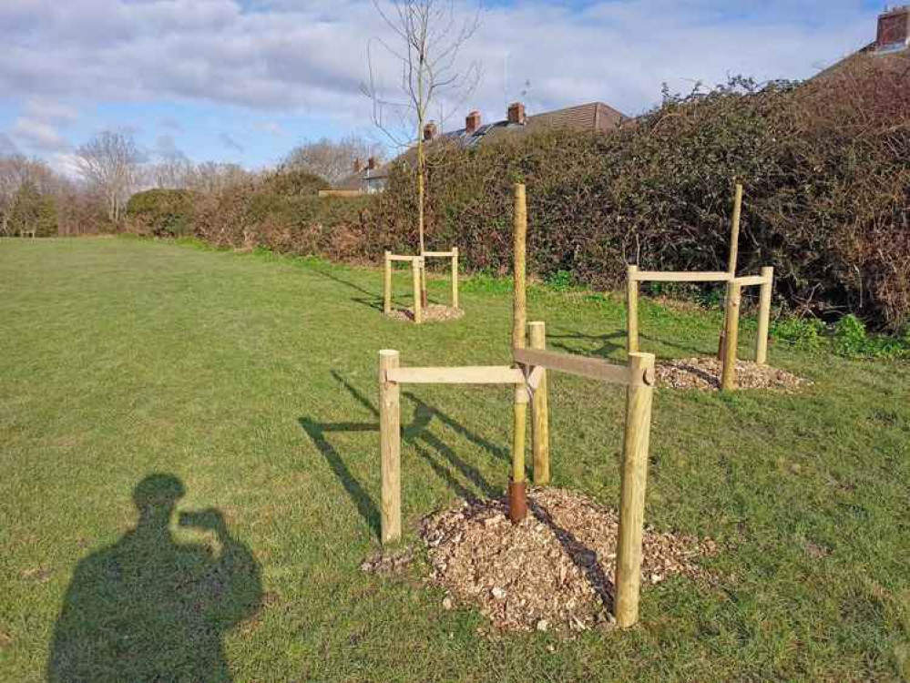 The tree tops have been sawn off, having just been planted less than two weeks ago