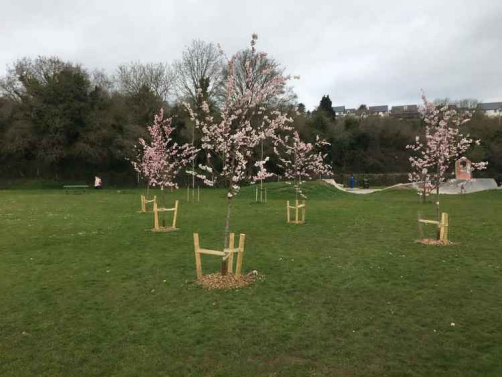 Some of the recently planted trees in the town Some of the recently planted trees in the town