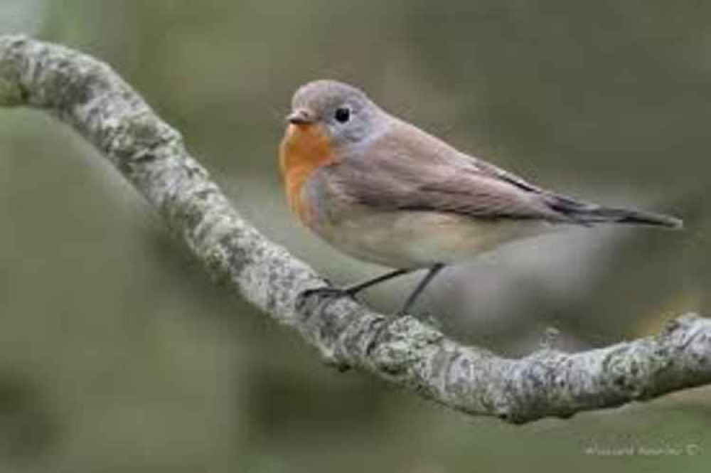 Red breasted flycatcher