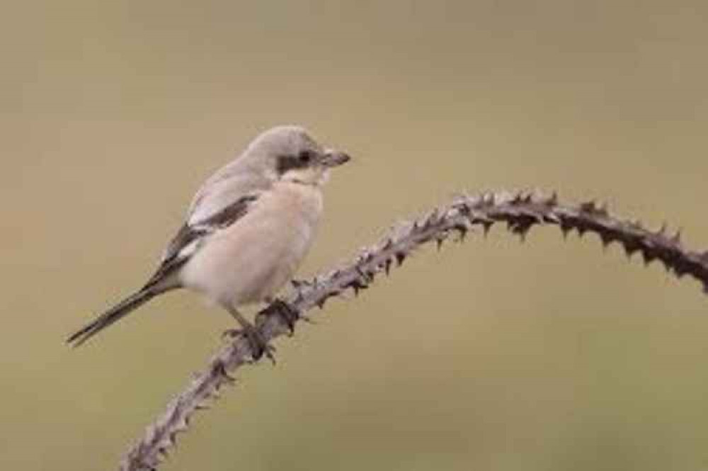 Steppe grey shrike