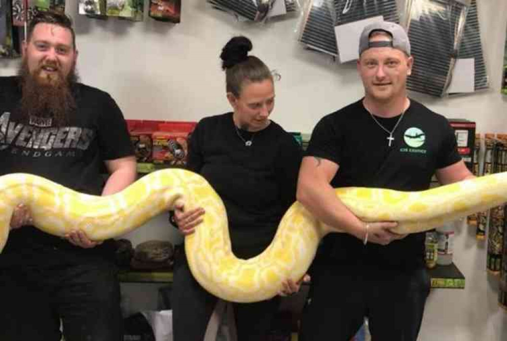 The massive Burmese Python rescued by Jon and his team.