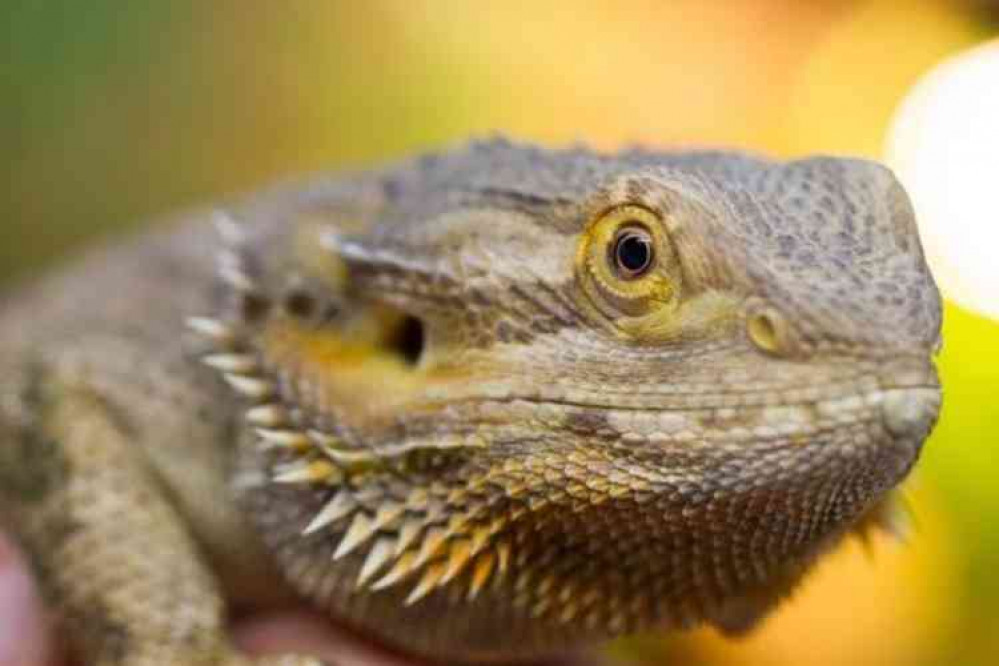 A Bearded Dragon rescued by CJS Exotics.