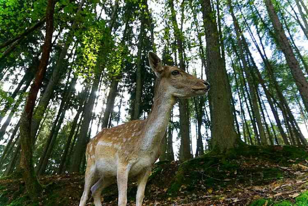 Stock image of a Roe deer fawn. Image courtesy of Distel2610. Stock image of a Roe deer fawn. Image courtesy of Distel2610.