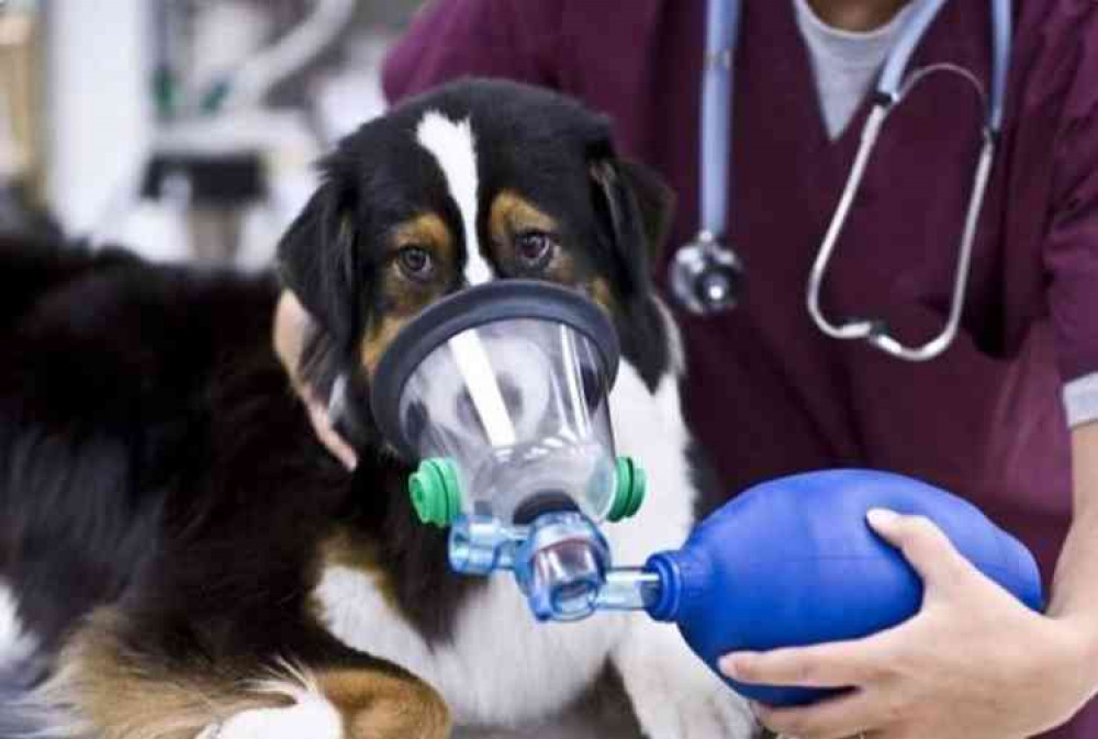 A stock image of a dog receiving oxygen therapy. Image courtesy of MVC.