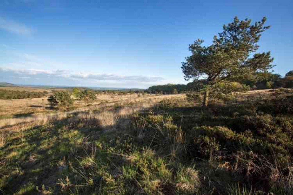 Woodbury Common near Exmouth. Picture courtesy of EDDC.