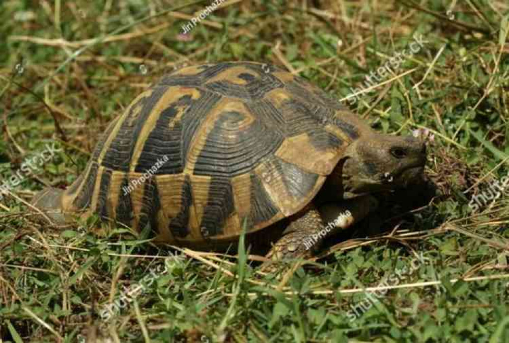 A stock image of a Hermann's tortoise. Image courtesy of Jiri Prochazka via ShutterStock.com.