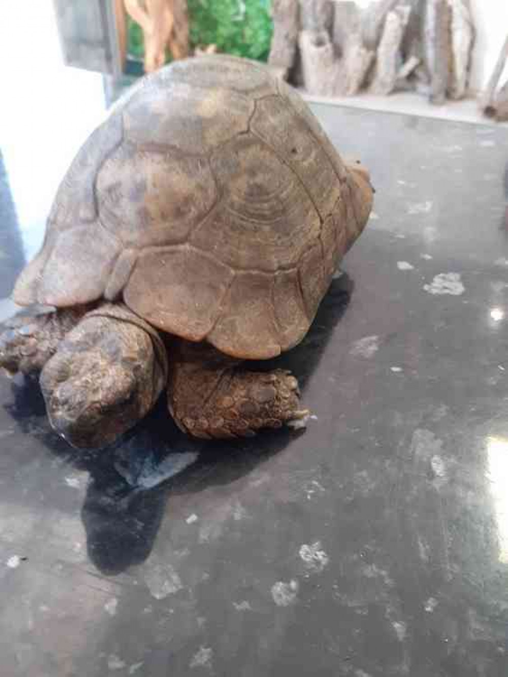 90-year-old Adam is a Hermann's tortoise. Picture courtesy of We Do Reptiles.