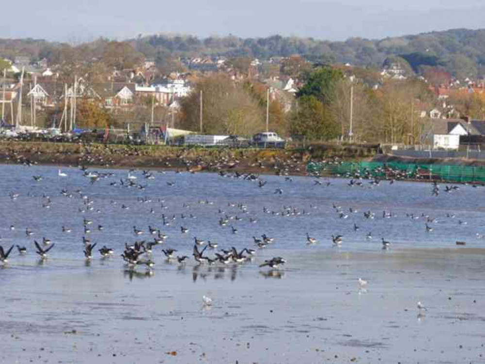 Exmouth Duckpond. Image courtesy of EDDC.