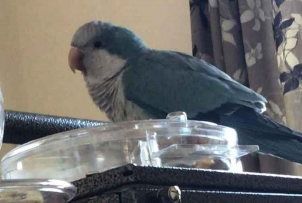 Missing Monk Parakeet Floyd.