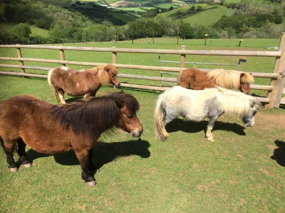 Miniature ponies.