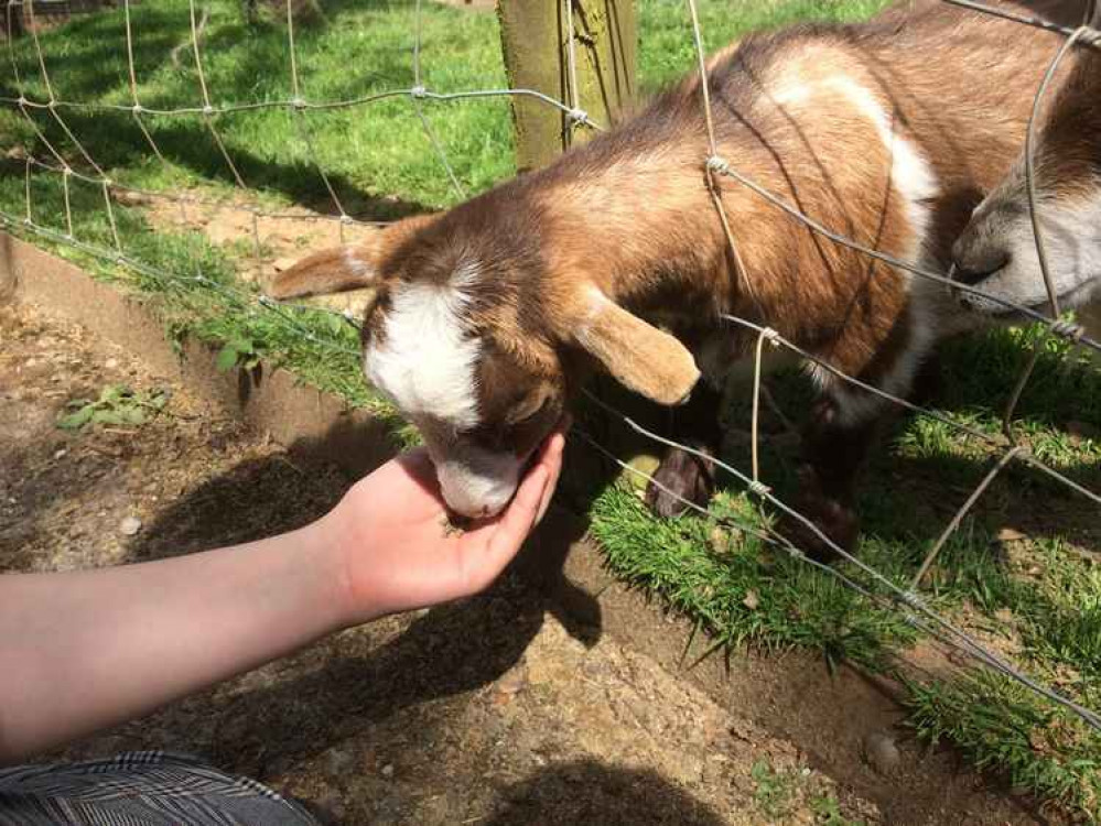 Feeding a goat.