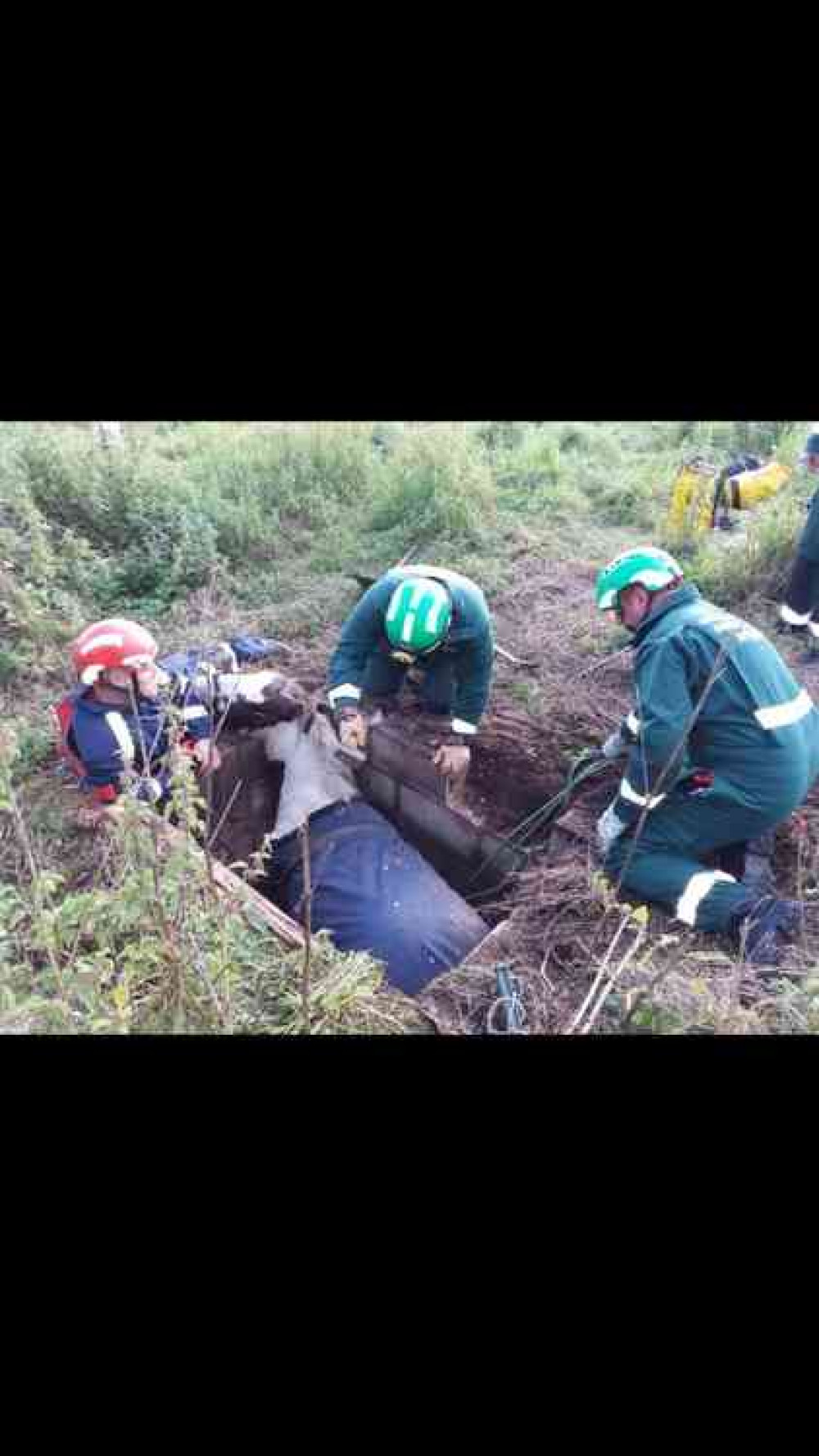 Sammy the horse was stuck in a well at Herbert Street