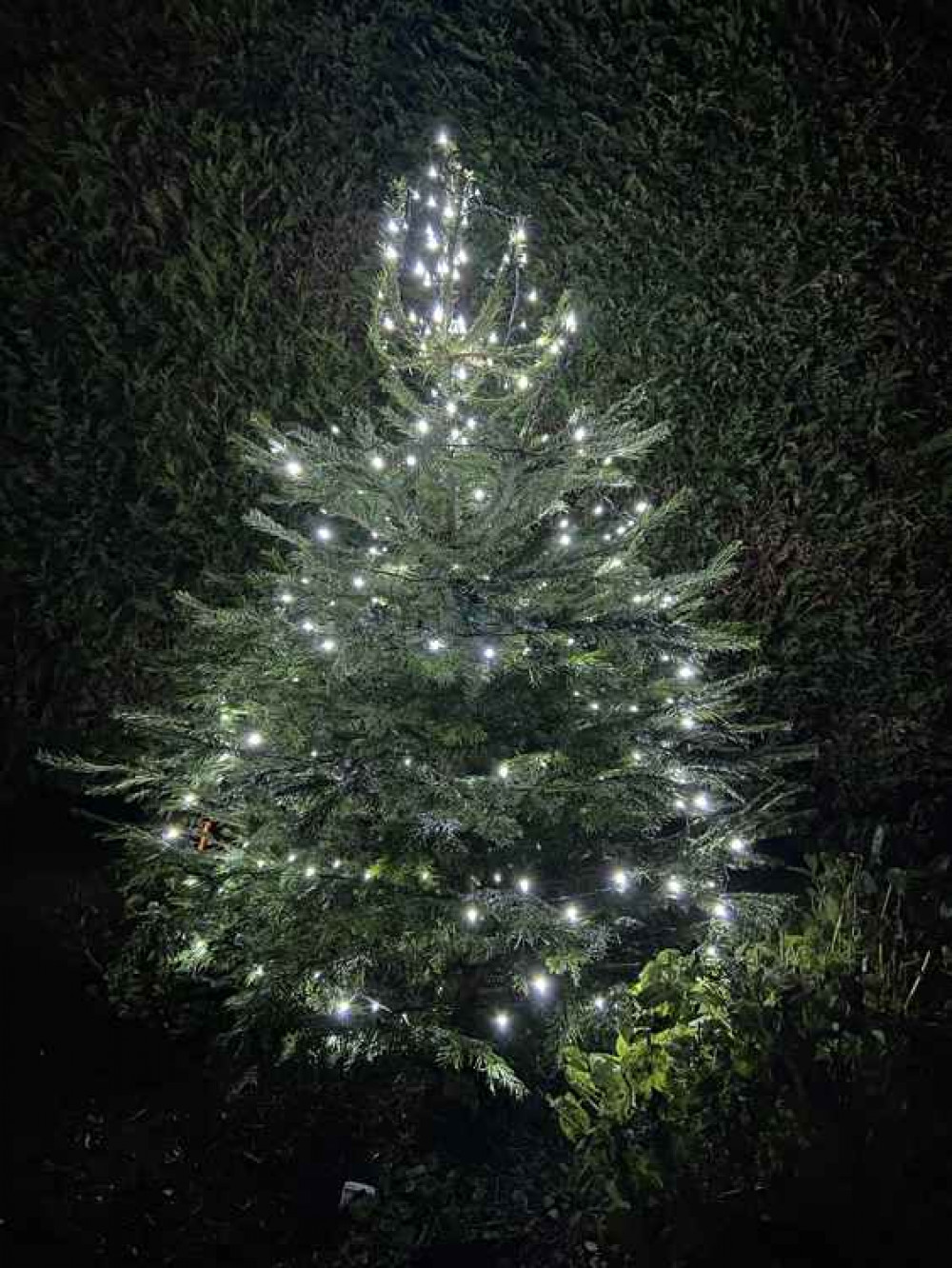 Tesco has supplied a new tree next to Wistaston Memorial Hall. Tesco has supplied a new tree next to Wistaston Memorial Hall.