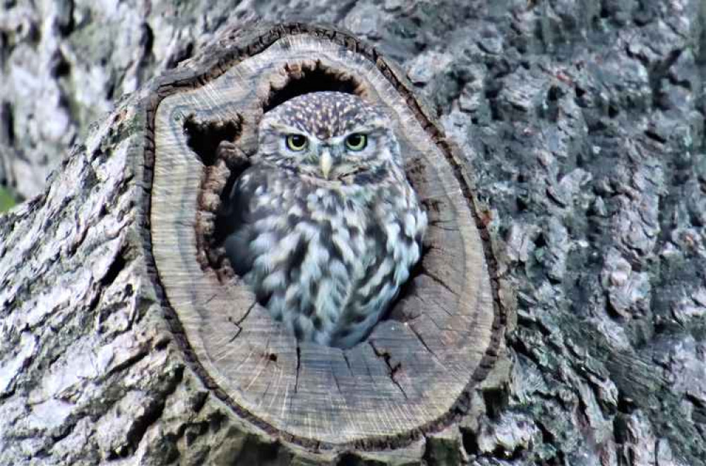 Little Owl (Photographs by kind permission of Daniel Bain). Little Owl (Photographs by kind permission of Daniel Bain).