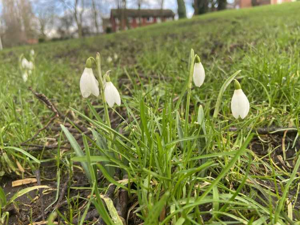 Snowdrops in Valley Brook. (Photo: Jonathan White)