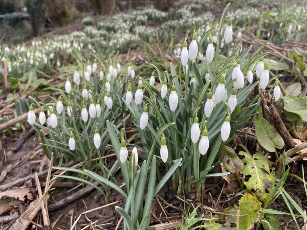 These snowdrops were spotted by Jonathan in Wistaston.