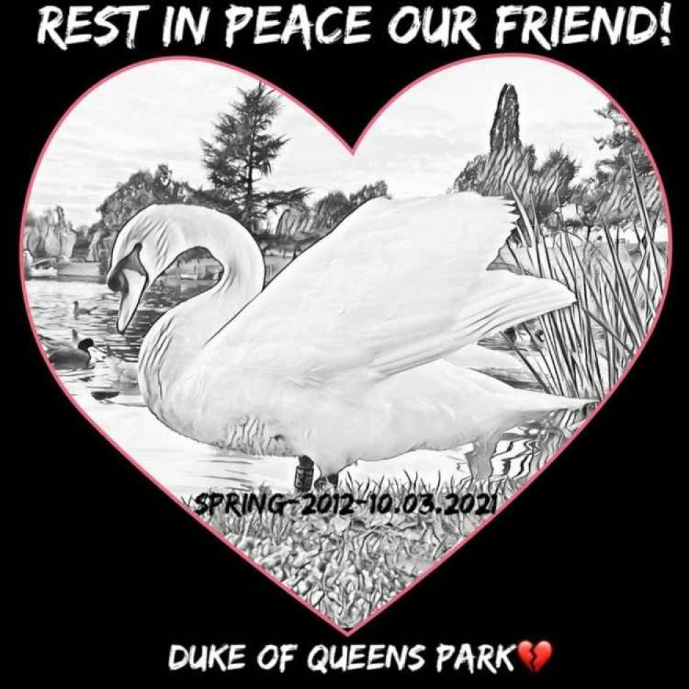 A tribute to Queens Park's longest resident male swan.