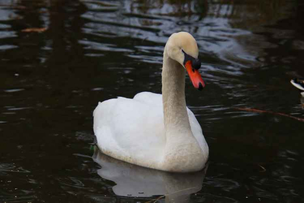 Gone, but not forgotten: Duke, the swan.