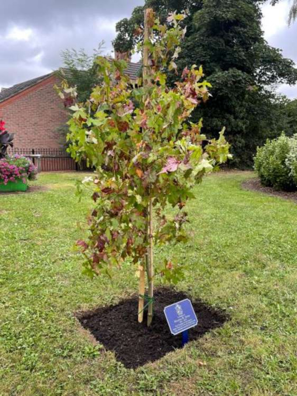 A memorial tree has been planted.