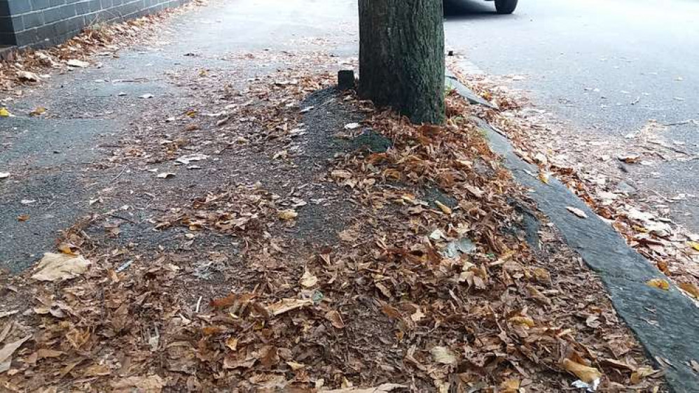 Tree roots have lifted the concrete in some areas of the street.