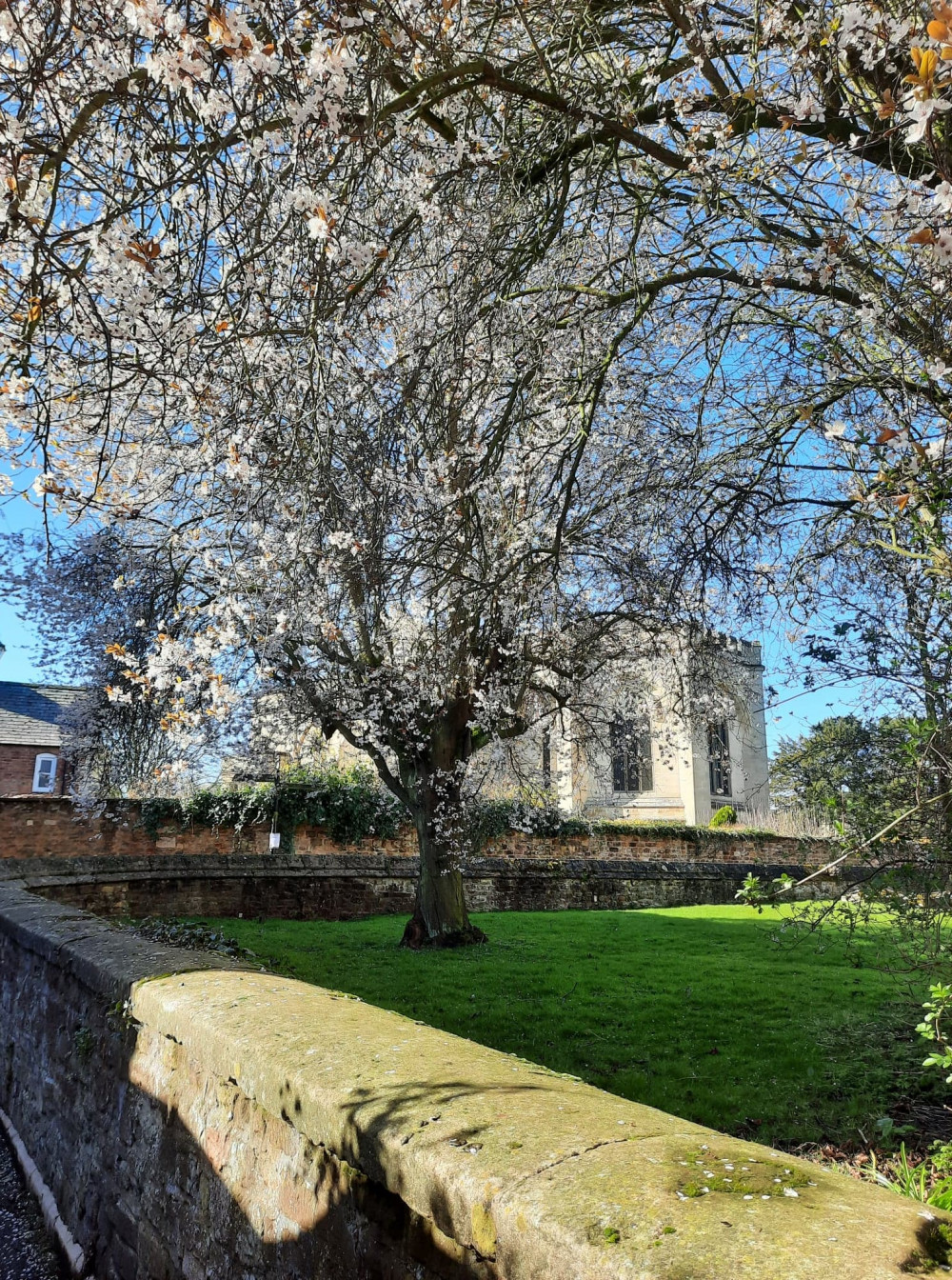 Blossom in the grounds of All Saints' Church in the heart of Oakham