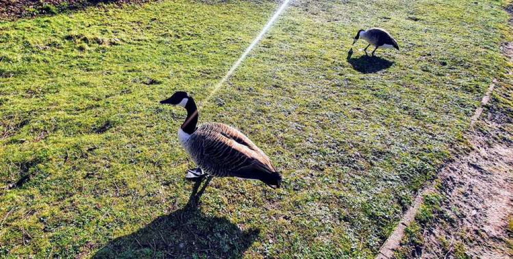 A hungry, tame goose demanding food by the lake.