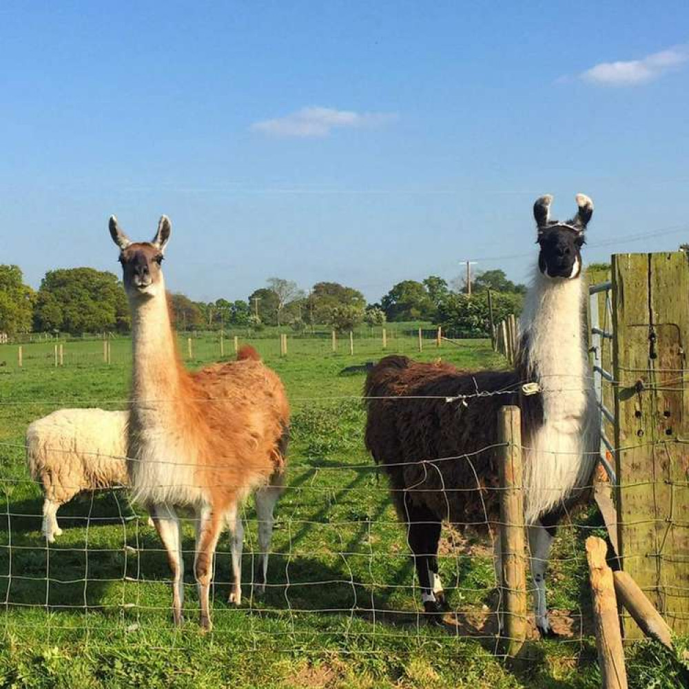 Llamas at Lakemore Farm. There are cows, donkeys, sheep and more.