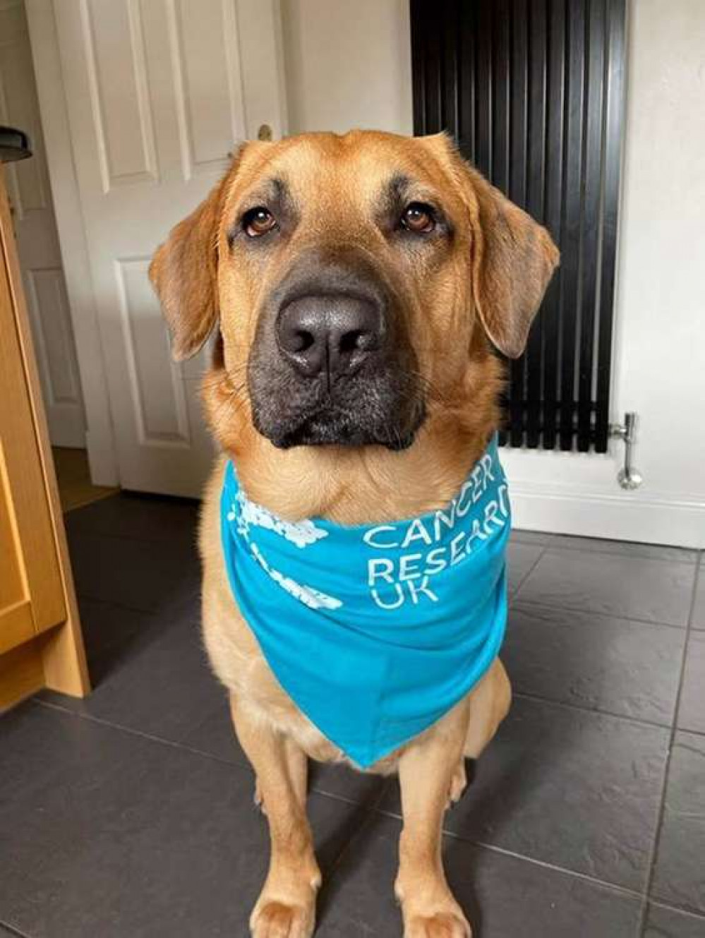 Rex is one of the dogs taking part in South Cheshire Woof Walkies on April 24.