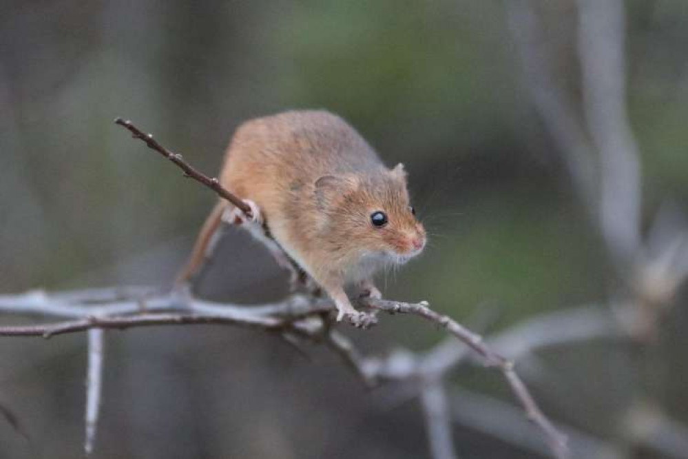 50 harvest mice were released in Ealing (credit: Battersea Park Children's Zoo)