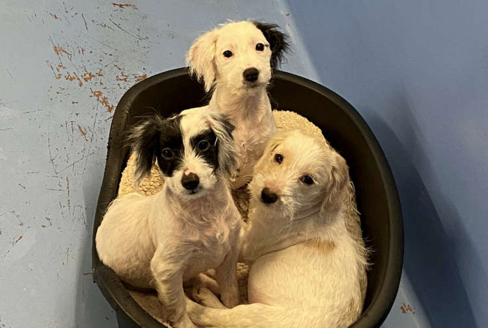 The puppies were named Abbie, Josie and Basil (credit: Simon Galloway)