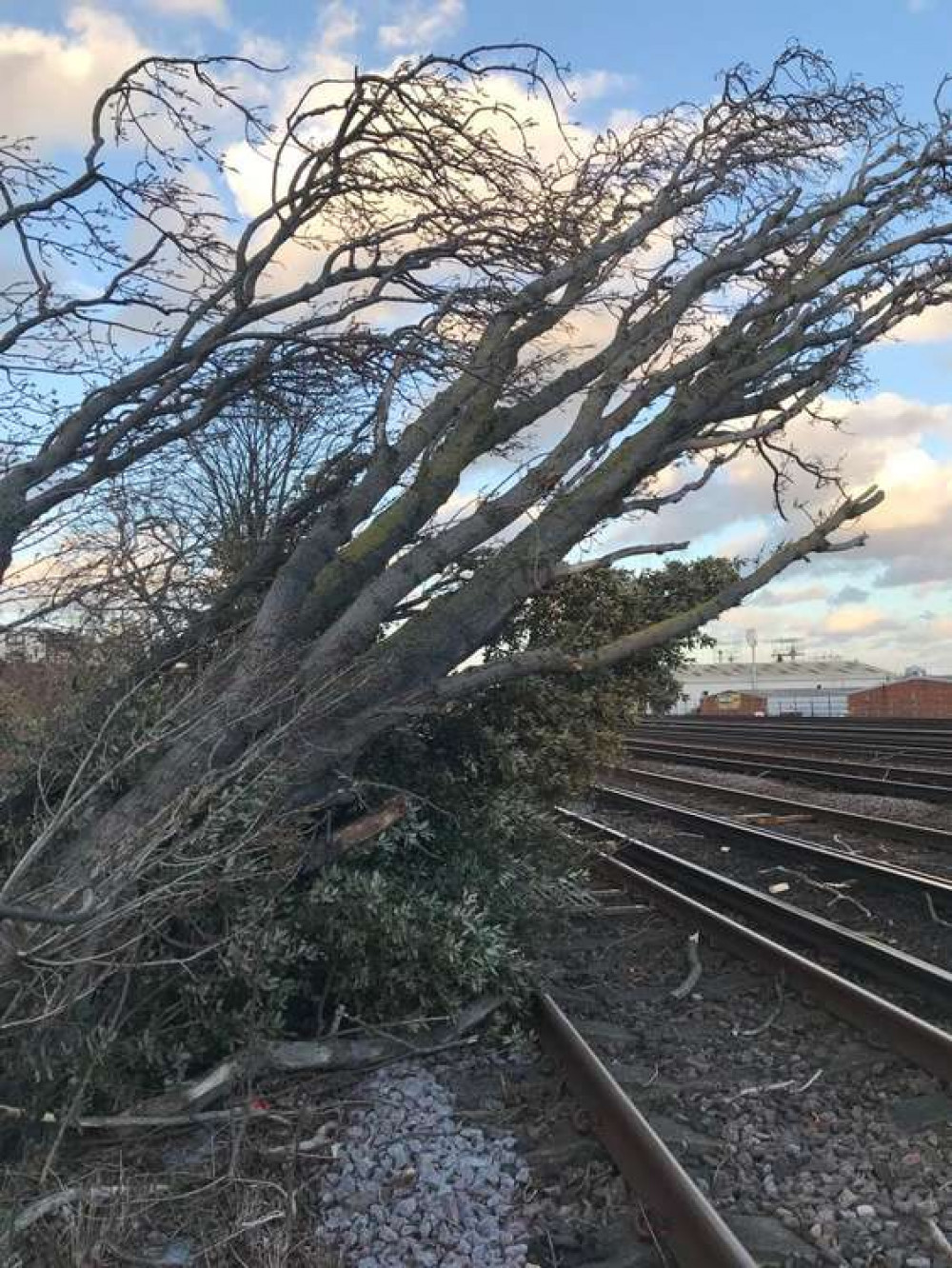 Storm Eunice has blown a tree onto Queenstown Road Station train track (credit: Network Rail)