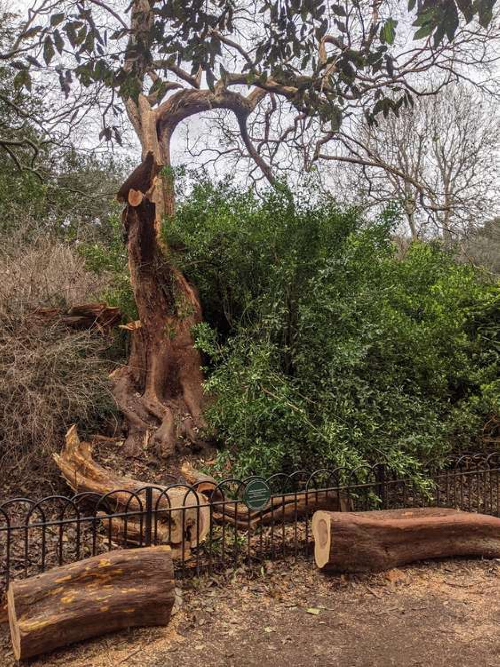 The Hybrid Strawberry tree in Battersea Park is one of the Great Trees of London (credit: Enable Parks Wandsworth)