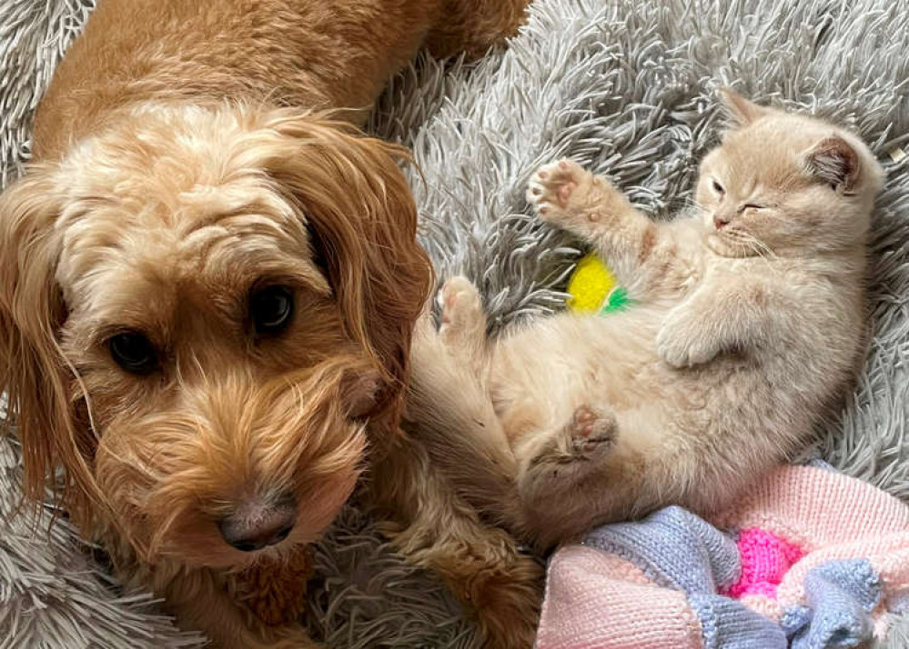 Popsy and the kittens became fast friends Popsy and the kittens became fast friends
