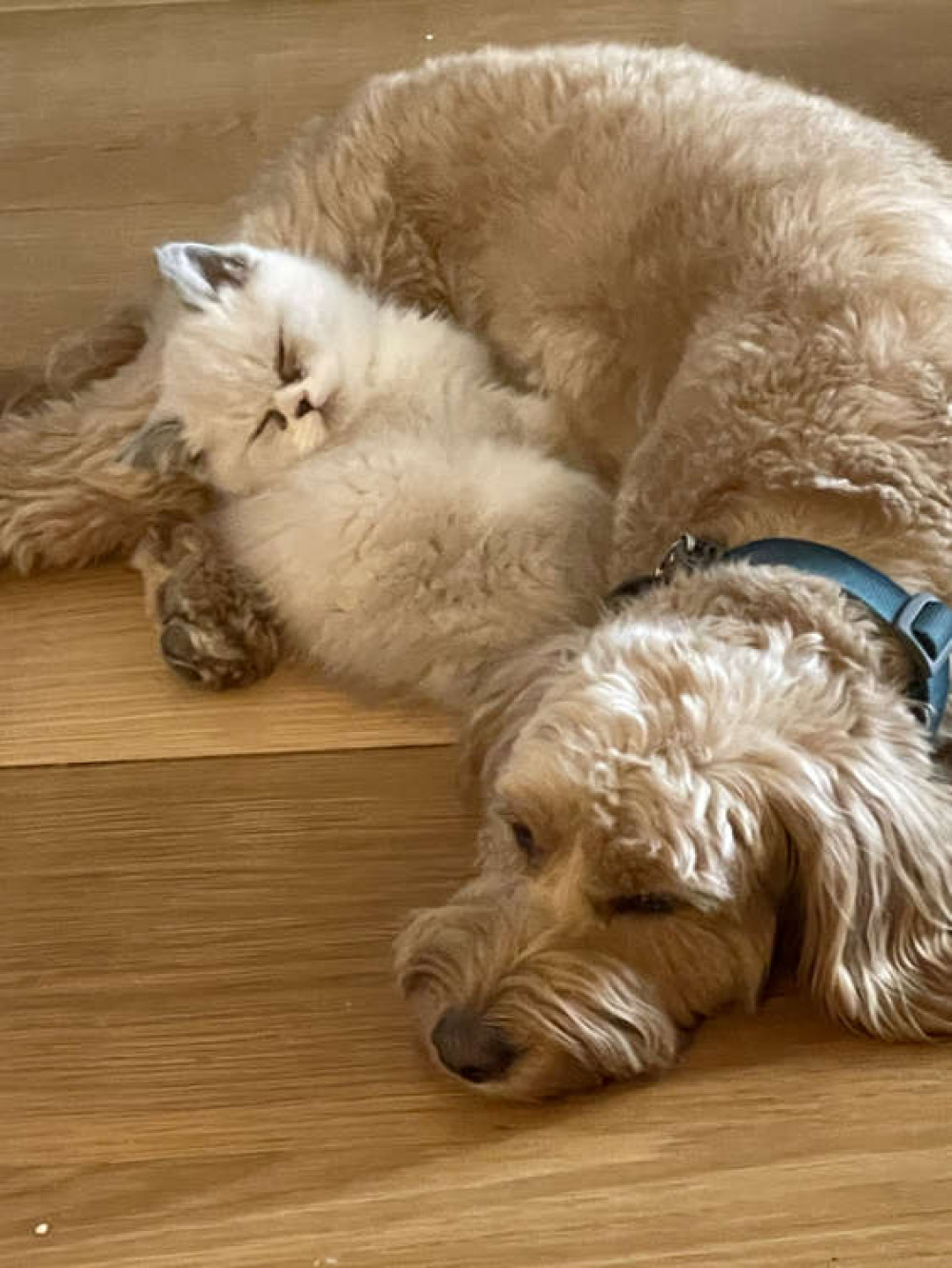 A far cry from 'fighting like cats and dogs', Popsy and the kittens became inseparable A far cry from 'fighting like cats and dogs', Popsy and the kittens became inseparable