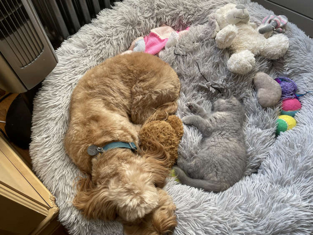 They enjoy sleeping together They enjoy sleeping together