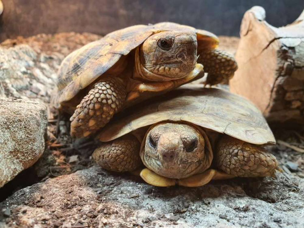 The pancake tortoise is critically endangered (credit: Battersea Park Children's Zoo) The pancake tortoise is critically endangered (credit: Battersea Park Children's Zoo)