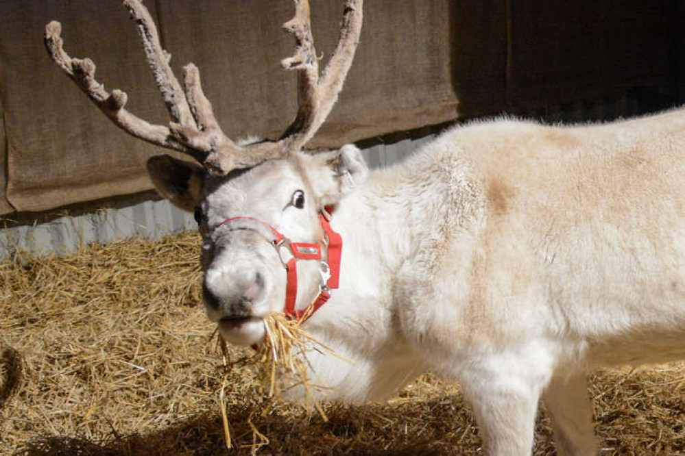 Nutley Farm's Christmas Lights and Reindeer Experience will raise money for Dorset and Somerset Air Ambulance