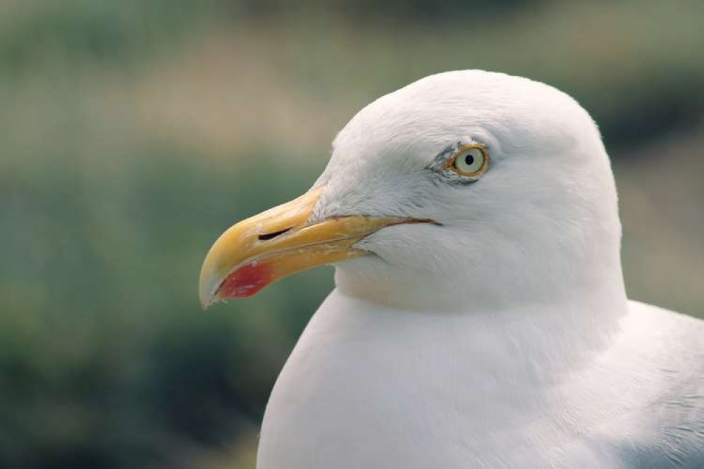 Police are appealing for information after teenagers shot a seagull with a catapult in Dorchester