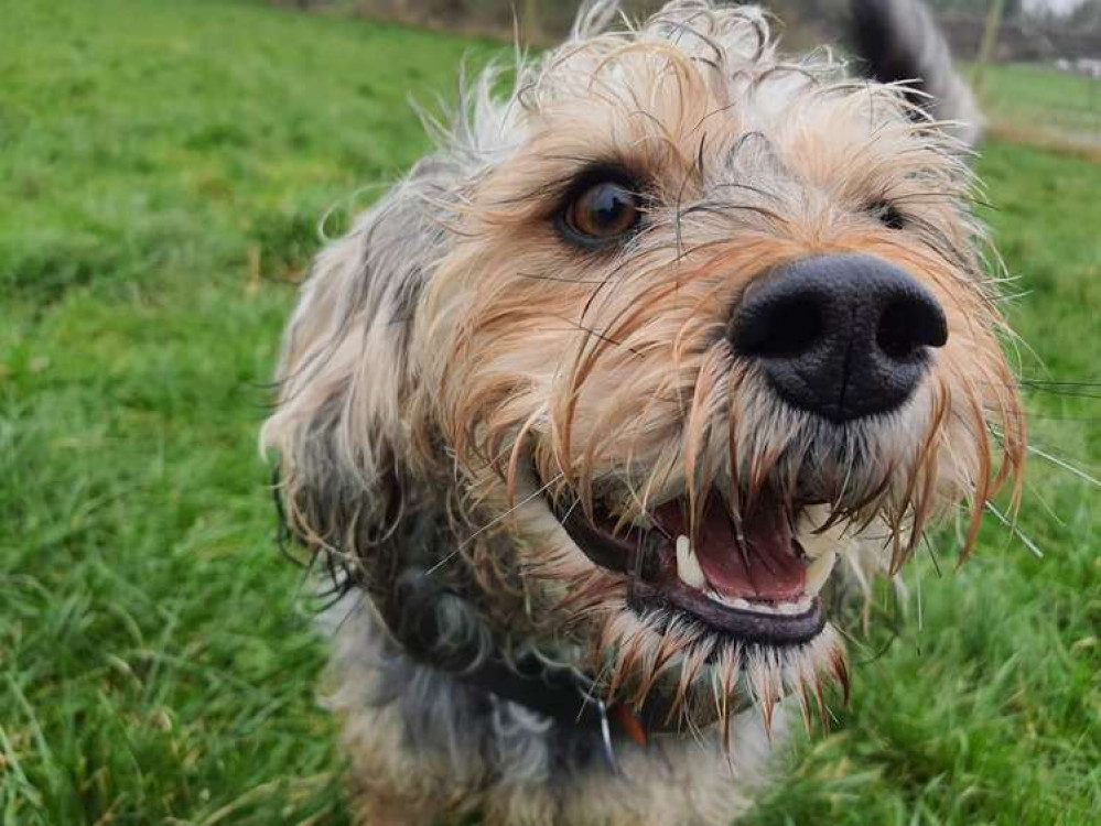 Dorchester's Joey's Doggie Day Care has been named South West Prestige Awards' pet specialist of the year