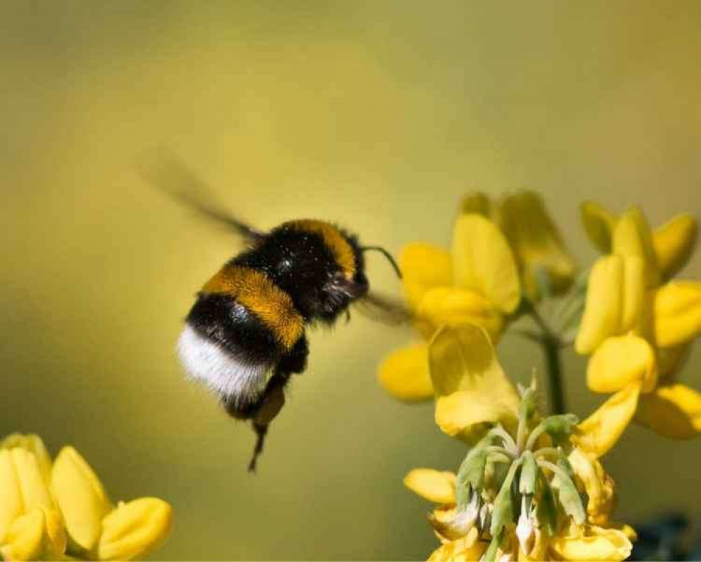 Wildflowers are good news for bumblebees, bees and other vital pollinators