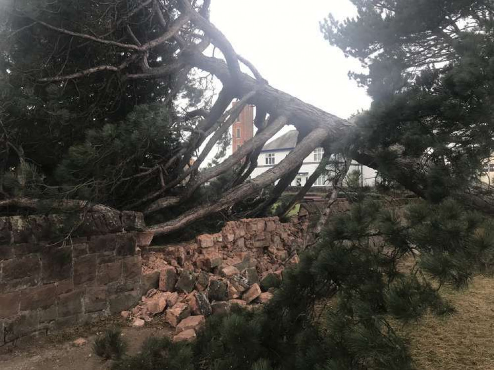 Tree trouble on Telegraph Road near the bowling green in November last year