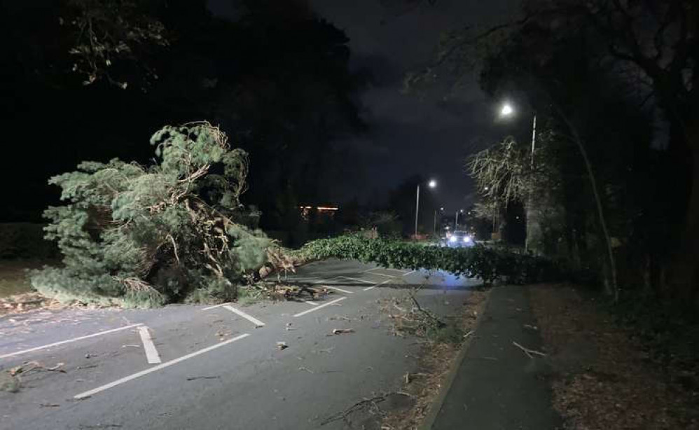 Storm Arwen brough down trees and cut power in November last year