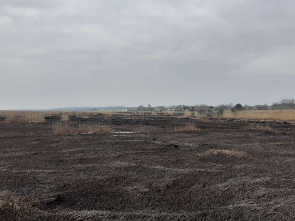 Part of the damaged of marshland