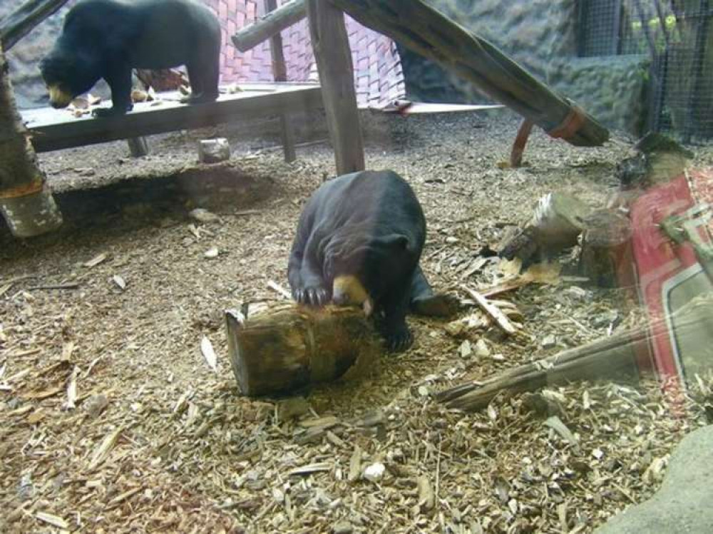 Colchester Zoo Sun bears enjoying their spoils