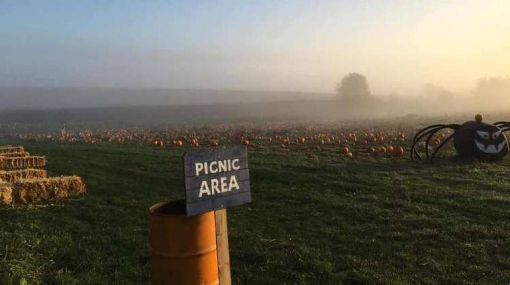 Siam Hall pumpkin patch