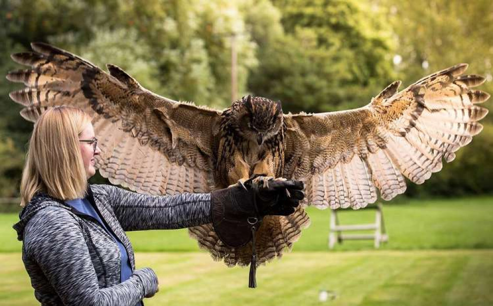 Try a Birds of Prey experience at Lavenham Falconry