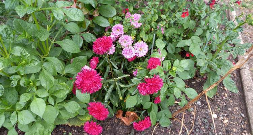 Pink asters